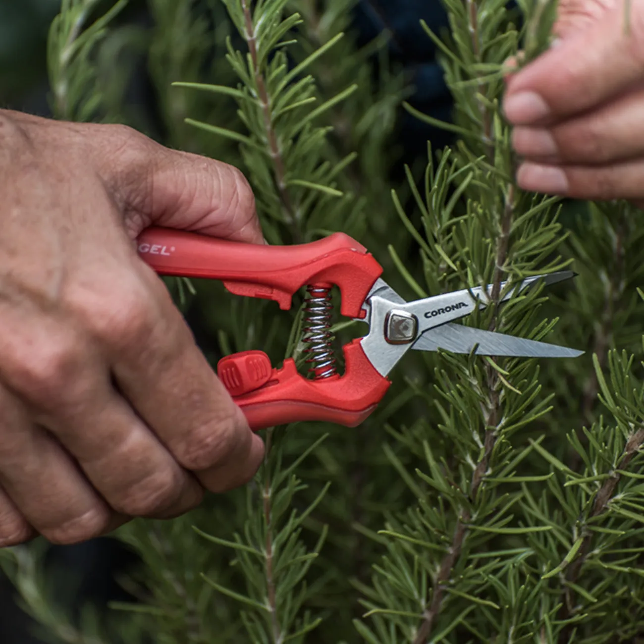 Corona Deadheading Snip